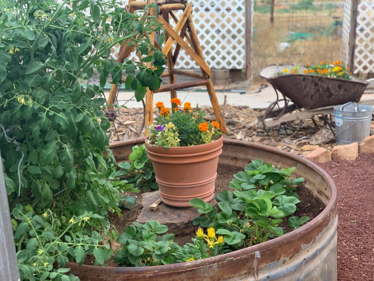 Zion'S Backyard Bed And Breakfast Colorado City Exterior foto